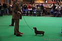 Crufts2011_2 444